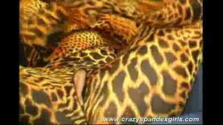 ���ිස්සු spandex දැරිය ලිංගික ලොකුවට ගන්න ඕන