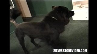 Nancy Vee Femeia Patrunde Barbatul Alex Dane